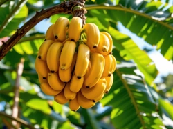 Liście, Banany, Owoce, Grafika AI, Gałąź