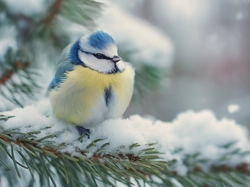 Śnieg, Sikorka, Modraszka, Grafika AI, Gałązki