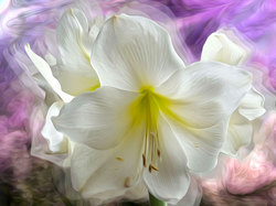 Grafika, Biała, Kwiat, Lilia
