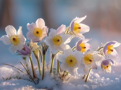 Śnieg, Sasanki, Białe, Grafika AI, Kwiaty