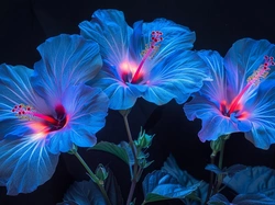 Kwiaty, Niebieskie, Hibiskusy, Grafika