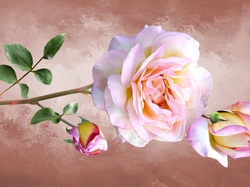Grafika 2D, Róża, Kwiaty, Pąki