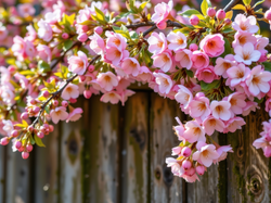 Grafika AI, Drewniany, Drzewo owocowe, Różowe, Kwiaty, Gałązki, Płot