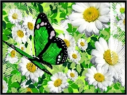 Grafika, Zielony, Rumianek, Kwiaty, Motyl