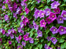 Mur, Fioletowe, Kwiaty, Grafika AI, Liście