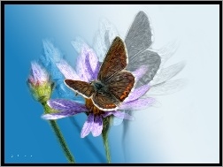 Grafika, Owad, Motyl, Kwiat