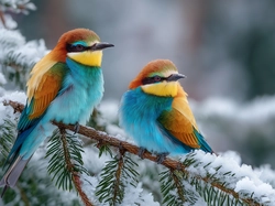 Gałązka, Dwie, Żołny, Grafika AI, Ośnieżona