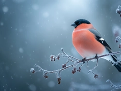 Gałązka, Ptak, Gil, Grafika AI, Oszroniona