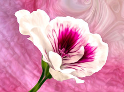 Grafika, Biało-różowy, Kwiat
