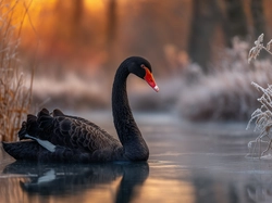 Zarośla, Czarny, Łabędź, Grafika AI, Staw