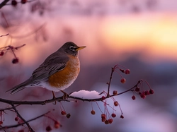 Owoce, Ptak, Gałązka, Grafika AI, Suche