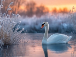 Zima, Łabędź, Woda, Grafika AI, Zarośla
