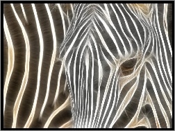 Grafika, Białe, Czarno, Zebra, Pasy