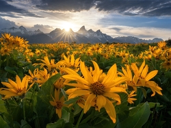 Łąka, Park Narodowy Grand Teton, Kwiaty, Stany Zjednoczone, Chmury, Balsamorhiza, Stan Wyoming, Góry