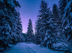 Gwiazdy, Drzewa, Śnieg, Zima, Noc
