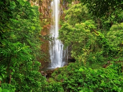 Park Narodowy Haleakala, Drzewa, Roślinność, Wyspa Maui, Wodospad Waimoku Falls, Hawaje