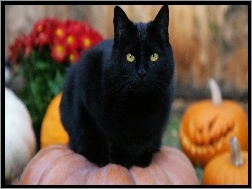 Halloween, Kot, Czarny, Dynie