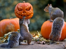 Dynie, Halloween, Wiewiórki