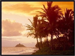 Plaża, Hawaje, Palmy