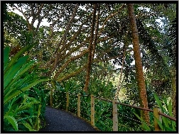 Hawaje, Ogród Botaniczny, Tropikalny, Deptak