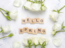 Białe, Hello Spring, Wiosna, Róże, Kwiaty, Napis