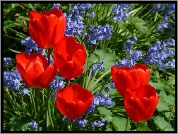 Hiacynt, Tulipany, Czerwone, Niebieski