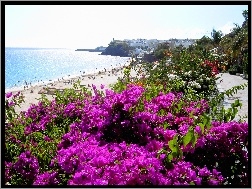 Hiszpania, Plaża, Morze, Kwiaty