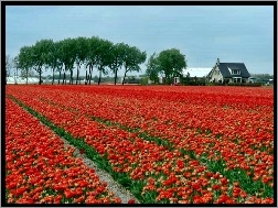 Tulipany, Holandia, Pole