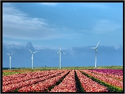 Tulipany, Holandia, Wiatraki