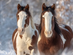 Zima, Dwa, Konie, Grafika AI, American Paint Horse