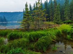Alaska, Las, Trawy, Park Narodowy Denali, Stany Zjednoczone, Jezioro Horseshoe
