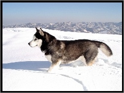 Siberian Husky, zima