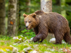 Idący, Niedźwiedź brunatny