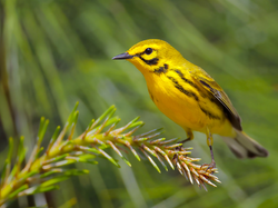 Gałązka, Żółty, Ptak, Iglasta, Lasówka czarnowąsa