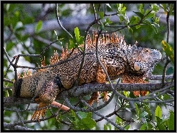 Iguana, Drzewo