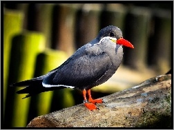 Ptak, Inca Tern