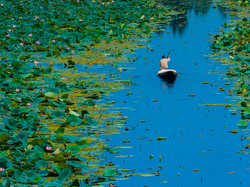 Łódka, Jezioro Dal, Indie, Lotos