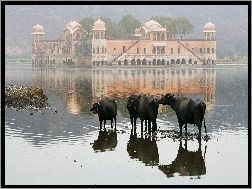 Indie, Ptaki, Krowy, Pałac
