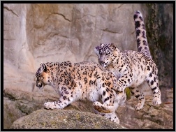 Leopardy, Irbisy, Śnieżne
