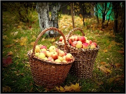 Jabłka, Liście, Drzewa, Jesień, Kosze
