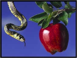 Jabłko, Zakazany, Wąż, Owoc
