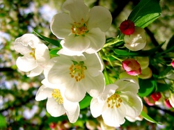 Jabłoń, Kwiaty, Wiosna, Drzewo Owocowe