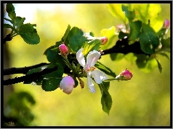 Jabłoń, Drzewo, Kwitnące, Owocowe