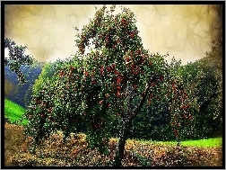 Jabłoń, Drzewo, Lato, Owocowe
