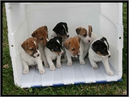 Jack Russell Terrierów, siedem, słodkich