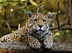 Jaguar, Drzewo