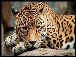 Kot, Jaguar, Dziki