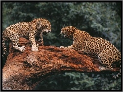 Konar, Jaguary, Walka
