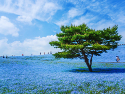 Drzewo, Kwiaty, Hitachi Seaside Park, Łąka, Japonia, Hitachinaka, Niebieskie, Porcelanki Menziesa
