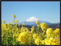Japonia, Góra, Kwiatki, Fuji